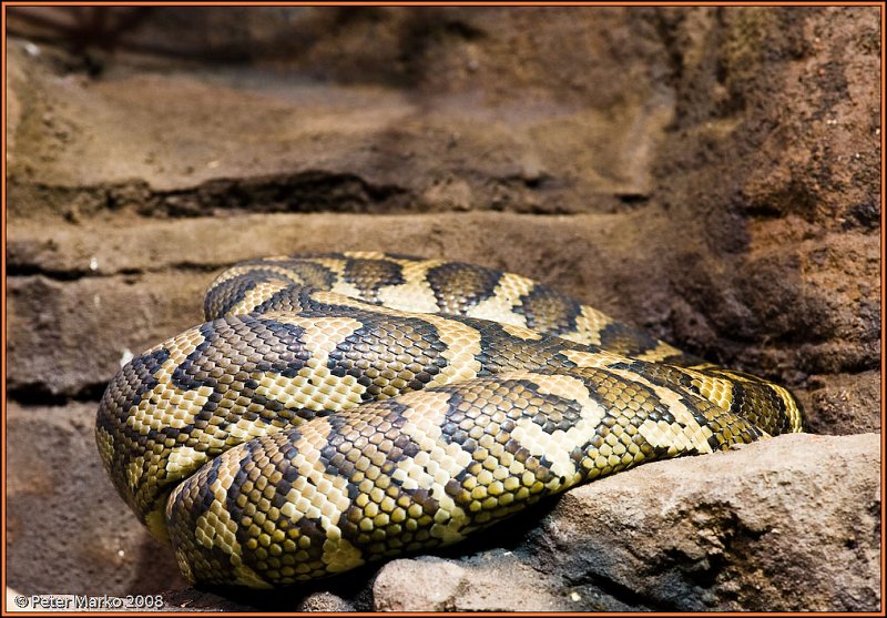 WV8X8301.jpg - Autralian snakes, Sydney, Australia.